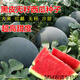 春枝韻無籽西瓜種子黑皮紅瓤 特大超甜巨型無子西瓜 懶漢水果種籽 黑皮紅瓤無籽西瓜100粒分裝