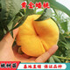 阿木木 黃金蟠桃樹(shù)苗 嫁接桃子苗 南方北方庭院陽(yáng)臺盆栽地栽種植果樹(shù)苗 2年小苗