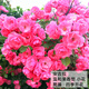 沫澄3顆 耐寒薔薇花苗爬藤四季開(kāi)花室內盆栽室外藤本月季花卉易活植物 02安吉拉 精品花苗 不含盆
