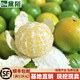 黛陌橘子苗砂糖橘子樹(shù)苗金桔苗桔子苗粑粑柑橘苗蜜橘苗桔子樹(shù)苗南北方 皇帝柑橘 3年苗當年結果
