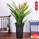 歆妍蘭花苗劍蘭墨蘭盆栽植物 濃香型室內花卉四季客廳辦公室綠植 香蘭 不含盆