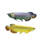 瀚幻過背金龍魚七彩銀龍魚活體澳洲星點龍魚紅龍魚黃化銀龍魚熱帶觀賞 純種高背金龍魚18-20cm1條包發(fā)金