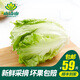 小湯山 直立生菜 約300g 新鮮蔬菜基地種植當(dāng)天采摘