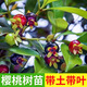 正宗櫻桃樹(shù)苗巴西櫻桃果苗黑玫瑰櫻桃水果苗帶土帶葉發(fā)貨盆栽地栽 巴西櫻桃三年苗 帶土帶葉 50cm(含)-60cm(不含)