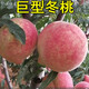 子豪緣巨型冬桃樹(shù)苗巨型冬桃雪里紅冬桃苗中華桃王麗江雪桃云南冬桃樹(shù)苗 6年苗結果多 50cm(含)-140cm(含)