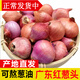 廣東新鮮紅蔥頭 特香單粒小香蔥頭 干蔥頭 可做蔥油酥鹵肉飯腸粉 2斤
