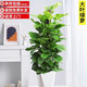 胡麗綠植盆栽金錢(qián)樹(shù)綠蘿發(fā)財樹(shù)綠植客廳大盆栽大型綠植辦公室室內植物 大葉綠蘿1.3米-1.5米含陶瓷盆