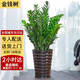 Only you【兩小時(shí)達】發(fā)財樹(shù)金錢(qián)樹(shù)散尾葵天堂鳥(niǎo)福祿桐室內盆栽開(kāi)業(yè)喬遷 金錢(qián)樹(shù)