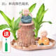 MPPMCK巴西木大號可開(kāi)花幸運木開(kāi)花水養綠植盆栽格魯特樹(shù)人水培 C【高10帶芽孢即將發(fā)芽】巴西木+ 含盆