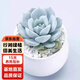 行湘多肉植物肉肉室內(nèi)植物室內(nèi)桌面盆栽 藍鳥+小米缸陶瓷盆 源頭直發(fā)