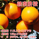 花牽影橙子樹(shù)苗褚橙血橙紐荷爾贛南臍橙樹(shù)苗盆栽地栽南方北方種植果樹(shù)苗 贛南臍橙【5年苗當年結果】