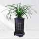 劉閣蘭花蘭花老種春蘭宋梅花卉盆栽 5苗當(dāng)年開花帶黑色清風(fēng)圓盆源頭直發(fā)