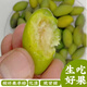 夢(mèng)茜兒青橄欖兩頭尖 青果長(cháng)新鮮福建營(yíng)檀香閩侯即食敢欖合江孕婦水果 1斤 青欖 即食鮮橄欖 原產(chǎn)地速發(fā)