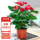 花行榜水培盆栽一帆風順花卉植物綠植鴻運當頭 紅掌（原盆）源頭直發(fā)