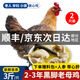 頤鄉(xiāng)情現(xiàn)殺老母雞新鮮農(nóng)家500天散養(yǎng)土雞黃油母雞笨雞柴雞跑步走地當(dāng)天 黑腳老母雞凈重6斤/2只料包+人參