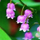 【四季開(kāi)花】帶芽鈴蘭花根濃香型鈴蘭盆栽花卉陽(yáng)臺室內耐寒綠植物 紫色鈴蘭四季開(kāi)花 推薦10個(gè)芽帶根送肥