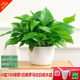 綠有意綠蘿盆栽除甲醛室內(nèi)好養(yǎng)花卉植物綠蘿批發(fā)辦公室新房裝修凈化空氣 180白色羅馬柱綠蘿4盆+壺+10肥 帶盆帶土發(fā)貨