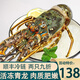 蝶島船說(shuō) 鮮活速凍海捕小青龍蝦 新鮮 大龍蝦 大號青龍蝦花龍中秋送禮 小青龍500g/只