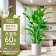 植男植女天堂鳥盆栽客廳室內(nèi)好養(yǎng)大型綠植辦公室喬遷開業(yè)鶴望蘭源頭直發(fā)