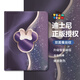 迪士尼（Disney）iPadPro2024保護(hù)套Air6蘋(píng)果iPad10平板套暈染星空米奇米妮書(shū)本式帶筆槽防摔軟殼高級(jí)感適用情侶款 雙面彩繪皮紋【不帶筆槽】米妮-441844Y iPad 9/8/7