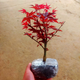景郁春 JIRYUCUR日本紅楓植物紅舞姬樹(shù)苗盆栽陽(yáng)臺庭院四季紅楓樹(shù)紅舞姬源頭直發(fā)