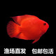 仟蕓  血鸚鵡魚(yú)熱帶觀(guān)賞魚(yú)活體血紅鸚鵡魚(yú)活魚(yú)淡水好養魚(yú)苗元寶 8-9cm紅鸚鵡5+1共6