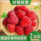 崠鮮新鮮樹(shù)莓 紅樹(shù)莓 黑樹(shù)莓 覆盆子水果樹(shù)莓果樹(shù)莓鮮果 紅樹(shù)莓2盒