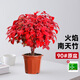種花迷火焰南天竹盆栽觀(guān)葉小盆景好養易活耐寒綠植物書(shū)房茶禪意微景觀(guān) 【今日特價(jià)】火焰南天竹20-30cm原土不帶盆 含盆