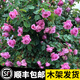 寶御安薔薇花苗藤本月季特大濃香庭院爬藤植物花卉盆栽陽(yáng)臺玫瑰爬墻四季 自由精神一級苗成型款（一顆木架 含盆