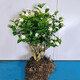 凝慧茉莉花盆栽老樁白茉莉庭院陽(yáng)臺(tái)室內(nèi)外栽種四季花卉濃香茉莉花苗 老樁白茉莉12年苗