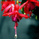 陽(yáng)臺重瓣倒掛金鐘盆栽花卉綠植花苗燈籠花玫瑰海棠苗四季開(kāi)花9NZ  C7 紅色 不含盆