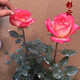 花 大花月季花苗嫁接月季樹(shù)苗玫瑰花苗歐月庭院陽(yáng)臺盆栽花卉帶花苞 彩云 月季大苗 不含盆