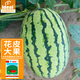 IDEAL綠龍西瓜種子懶漢大果矩形特大甜瓜水果蔬菜種籽江淮園藝西瓜種子