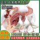 羽富貴農(nóng)家新鮮現(xiàn)殺鴿子肉鴿生鮮鴿子乳鴿散養(yǎng)老鴿子煲湯孕婦滋補(bǔ)鴿子湯 當(dāng)天宰殺/每只保留（鴿心肝胗） (大乳鴿4只裝)每只凈重5-6兩