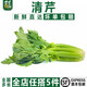 千牛優(yōu)福新鮮水果西芹250g 荷蘭清芹榨汁生吃沙拉蔬菜清甜爽口 250g