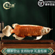 禮之源全銅招財(cái)金龍魚工藝品擺件家居辦公室酒柜裝飾擺設(shè)品店鋪開業(yè)禮品 中號(hào)長(zhǎng)58寬19高18CM-金龍魚