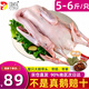 柒島大鵝生鮮整只鵝肉大白鵝老鵝新鮮農(nóng)家散養(yǎng)土鵝烤鵝煲湯紅燒批發(fā) 大鵝凈重5-6斤/只