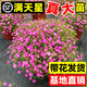 花苗盆栽花卉四季開(kāi)花綠植室外易活好養庭院小區綠化工不支持退貨 滿(mǎn)天星 中苗1盆 16#培育盆