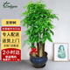 Only you【兩小時(shí)達(dá)】發(fā)財(cái)樹大型盆栽綠植花卉室內(nèi)客廳辦公室開業(yè)喬遷送禮 五桿發(fā)財(cái)樹