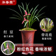 華香園蘭花苗【紅豆】春蘭銘品 濃香型 帶花苞 盆栽鮮花多肉 紅豆3苗連體裸根 帶花苞