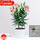 一花之秋 百合花盆栽 鮮花帶花苞陽(yáng)臺好養活綠植室內外客廳四季開(kāi)花花卉植物 百合花+大白螺紋盆 帶盆栽好