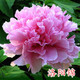 涵山菏澤觀(guān)賞牡丹花苗盆栽庭院花卉洛陽(yáng)牡丹樹(shù)苗室內外陽(yáng)臺重瓣大花 3洛陽(yáng)錦 7到10分支