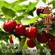 玩冒（WMO）櫻桃苗南方北方種植盆栽車(chē)厘子樹(shù)苗當年結果苗庭院地栽耐寒果樹(shù)苗 車(chē)厘子 5年苗 當年結果多