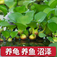 水葫蘆浮萍水草花卉植物種苗魚(yú)塘魚(yú)池魚(yú)缸養烏龜缸凈化水質(zhì)水芙蓉 10棵水葫蘆