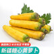 全疆集新疆糖心黃蘿卜 手抓飯黃胡蘿卜 生吃蔬菜5斤 黃蘿卜5斤
