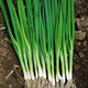 壽禾 四季小蔥種子香蔥籽山東農(nóng)家章大蔥盆栽水培蔥秋季播蔬菜陽臺 卓脆農(nóng)家四季小香蔥種子1000粒
