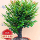小葉紫檀盆景樹(shù)樁室內(nèi)客廳植物黑檀木老樁綠植盆栽 大號(hào)獨(dú)桿含盆高35-40左右 原盆原土
