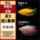 CRAZY PLANT曼龍魚(yú)活體觀(guān)賞魚(yú)活體熱帶好養耐活淡水冷水招財風(fēng)水水族小金魚(yú)苗 精品黃曼龍+彩麗 3+1