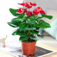 繽賢紅掌盆栽綠植花卉鴻運(yùn)當(dāng)頭白掌一帆風(fēng)順室內(nèi)好養(yǎng)活四季開花水培 特級(jí)大號(hào)紅掌2株原盆+肥料 #28