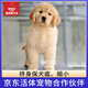 京狼圖騰雙血統(tǒng)級(jí) 金毛幼犬 活體寵物狗狗活體賽級(jí)純種金毛犬 中型犬 血統(tǒng)級(jí) 2